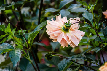 
A bee reaching a flower