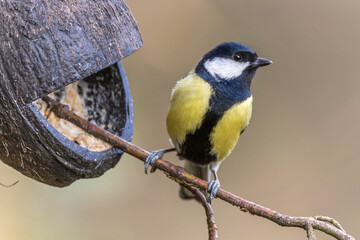 Fototapeta premium Kohlmeise (parus major)