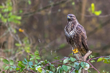 Mäusebussard (Buteo buteo)
