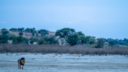 Schwarz-Mähnenlöwe in einem ausgetrocknetem Flussbett in der Kalahari.