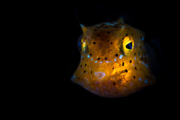 Juvenile orange longhorn cowfish - Lactoria cornuta
