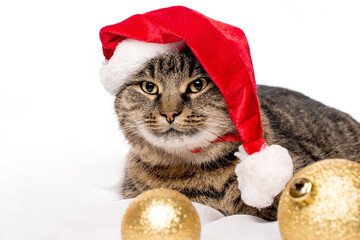 Portrait of a  big grey cat. She lies on a white background   and she wears a cap of a santaklaus....