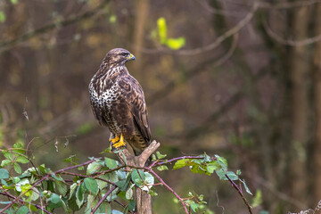 Mäusebussard (Buteo buteo)