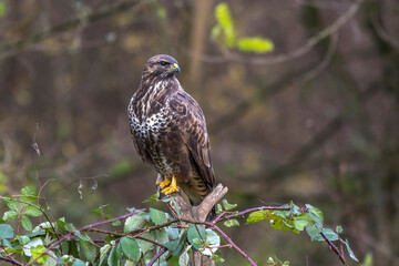 Mäusebussard (Buteo buteo)