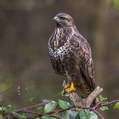 Mäusebussard (Buteo buteo)