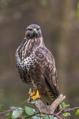 Mäusebussard (Buteo buteo)