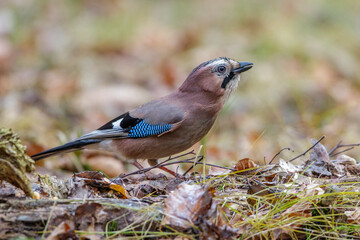 Eichelhäher (Garrulus glandarius)