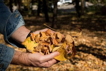 Male hands hold autumn leaves