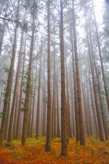 Fototapeta premium the humidity caresses the pines with its mantle