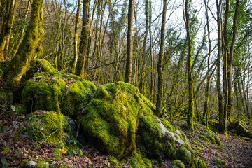 Rochets et arbres avec de la mousse dans une forêt ensoleillée en hiver en France, golden hour