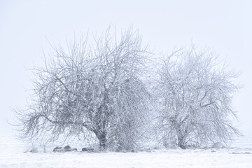 Frost am Waldrand