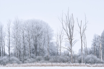 Frost am Waldrand