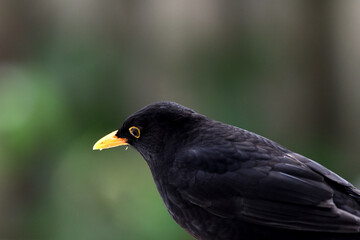 Amsel, Nahaufnahme