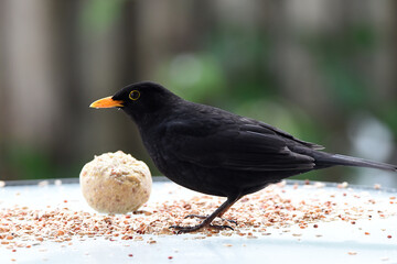 Amsel, Nahaufnahme