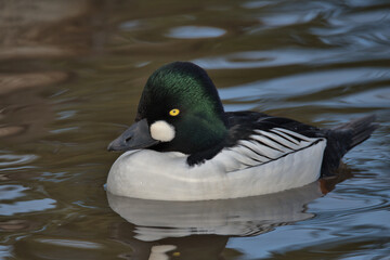 Common Goldeneye , Bucephala clangula