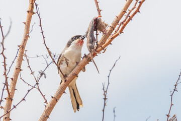 Bay backed Shrike - Lanius vittatus