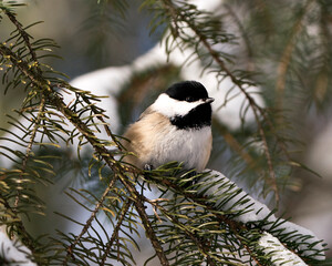 Obraz na płótnie Canvas Chickadee Stock Photos. Close-up profile view on a fir tree branch with a blur background in its environment displaying grey feather wings and tail, Image. Picture. Chickadee Stock Photos.