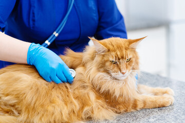 Persian cat with veterinarian doctor at vet clinic