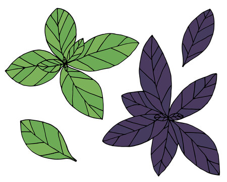 Green and purple basil hand drawn. Set of spice isolated on white background. Vector illustration. © nosyrevy