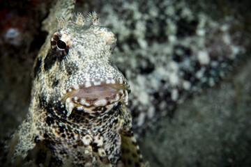 Textured goby fish on coral reef in indonesia