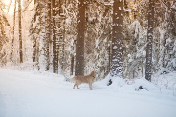 Fototapeta na wymiar Walk with your dog in the forest in winter. Golden retriever.
