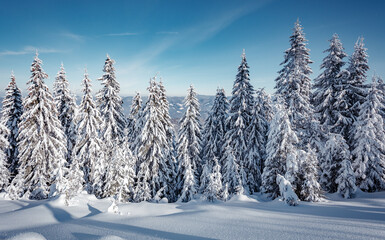 Wonderful wintry landscape. Winter mountain forest. frosty trees under warm sunlight. picturesque nature scenery. creative artistic image. Nature background. christmas holiday concept