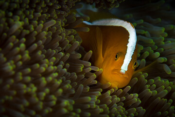 Skunk clownfish in anemone -  Amphiprion perideraion