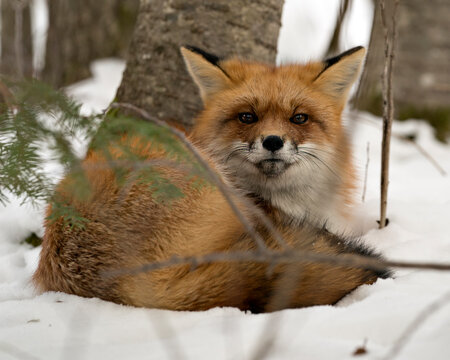  Red Fox Stock Photos. Resting on snow in the winter season in its environment and habitat with snow background displaying bushy fox tail, fur. Fox Image. Picture. Portrait.