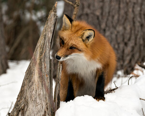  Red Fox Stock Photos. Close-up profile view in the winter season in its environment and habitat with blur forest  background displaying fox fur. Fox Image. Picture. Portrait.