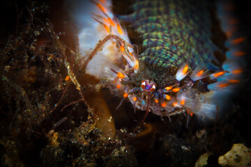 Close up detail of alien bristle worm Polychaete