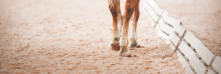 The legs of a sorrel horse stepping hooves on the sand in an outdoor arena at a dressage...