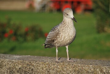 Silbermöwe