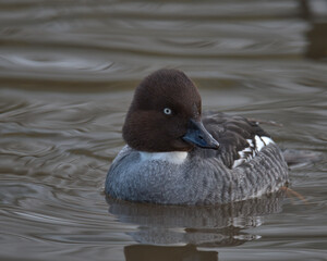 Female Common goldeneye ,  Bucephala clangula.