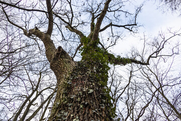 Trittau - Winter sadness - tree