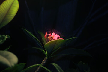 Photo background of a beautiful plumeria flower