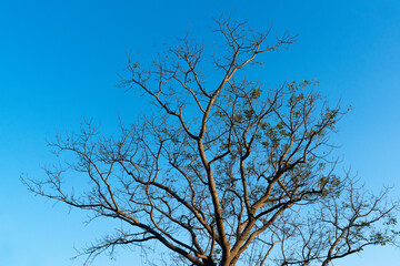 Tree branches without leaves In the spring
