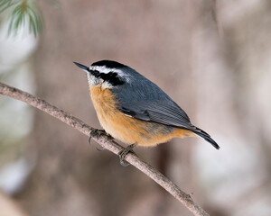 Nuthatch Stock Photos. Close-up profile view perched on a tree branch in its environment and habitat with a blur background, displaying feather plumage and bird tail.  Image. Picture. Portrait