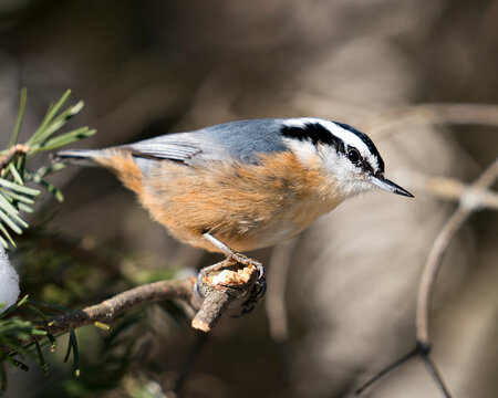 Nuthatch Stock Photos.  Close-up profile view perched on a tree branch in its environment and habitat with a blur background, displaying feather plumage and bird tail.  Image. Picture. Portrait.