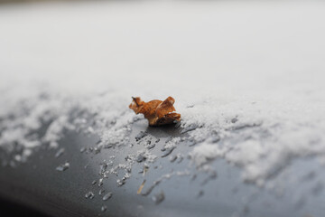 雪解けに舞い散る1枚の枯れ葉