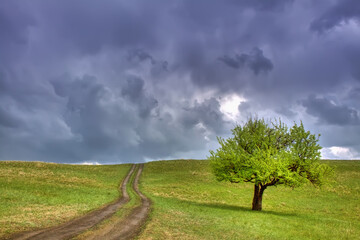 lonely tree in the valley after rain