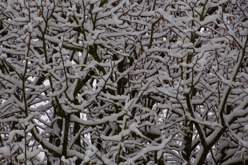 Close up of snow covered branches for winter landscape background