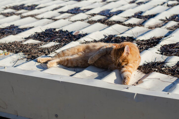 The ginger cat is basking in the sun. Yard street cat.