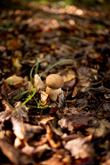White mushroom in the forest. A mushroom with a brown cap.Boletus. Mushroom