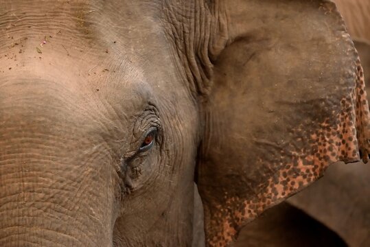 Color image of closeup portrait of Indian elephant face