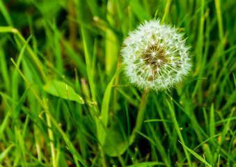A close up of a dandelion in a garden in Leicestershire in springtime with defocused background