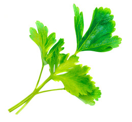 Parsley Leaf isolated on white background. Fresh Parsley herb Top view. Flat lay.