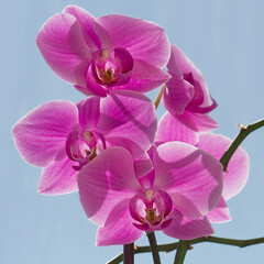 Fototapeta na wymiar pink orchid flower