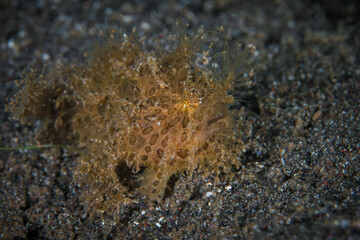 Hairy Frogfish - Antennarius striatus