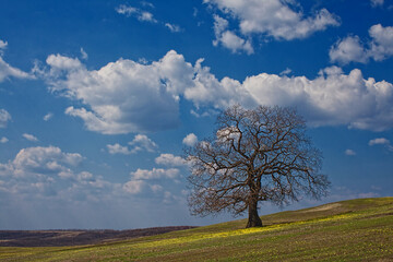 Fototapeta na wymiar srtong oak under spring sky