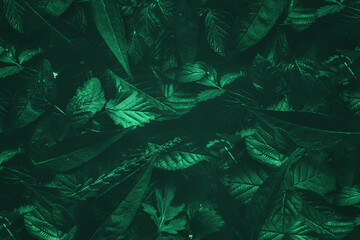 Close up view from the top on green vegetative background, nature leaves. Flat lay, dark nature concept. Copy space.